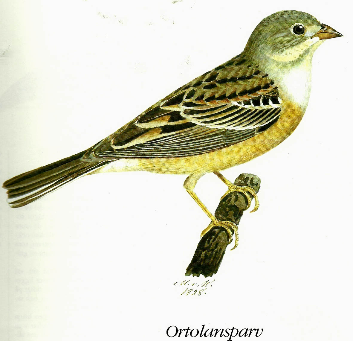 ortolansparv